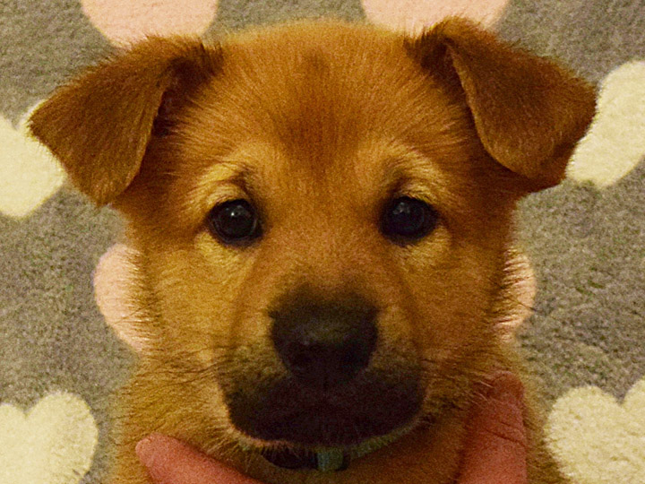 chinook puppy
